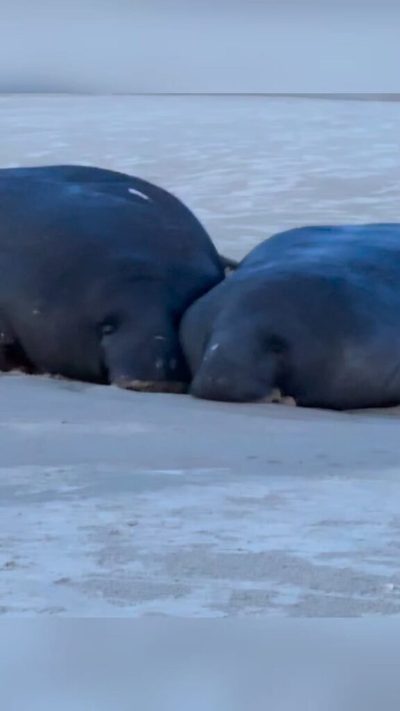 CFL Report coverage related to Two manatees returned to water at Smyrna Dunes; FWC clarifies response