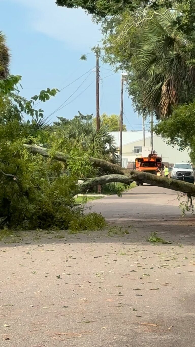 Strong Thunderstorm Brings Downed Tree to Daytona Beach–Port Orange Area featured image
